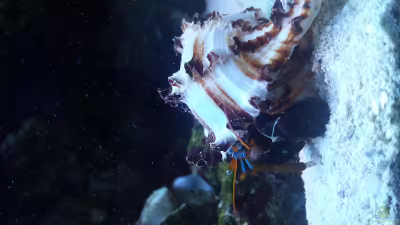 Besatz im Aquarium minireef von Nigel Friss (17)