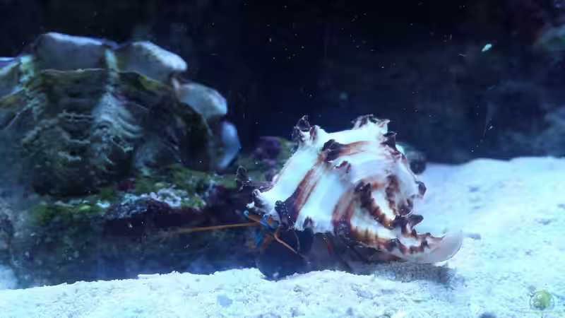 Besatz im Aquarium minireef von Nigel Friss (18)