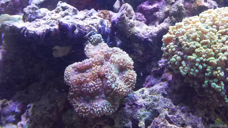 Besatz im Aquarium minireef von Nigel Friss (4)