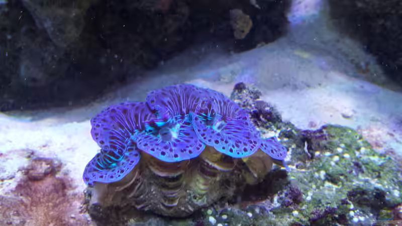 Besatz im Aquarium minireef von Nigel Friss (5)