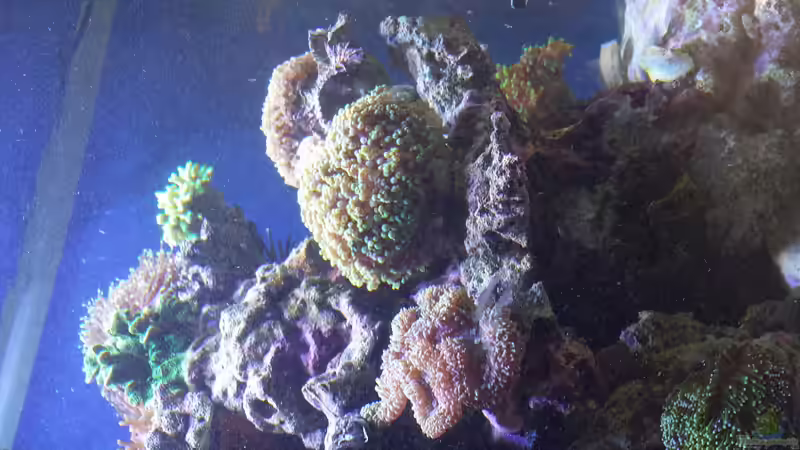 Besatz im Aquarium minireef von Nigel Friss (6)