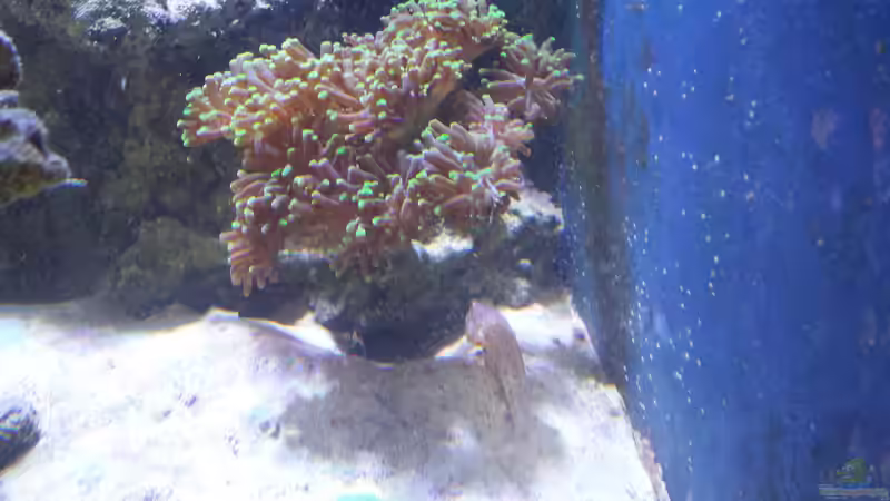 Besatz im Aquarium minireef von Nigel Friss (9)