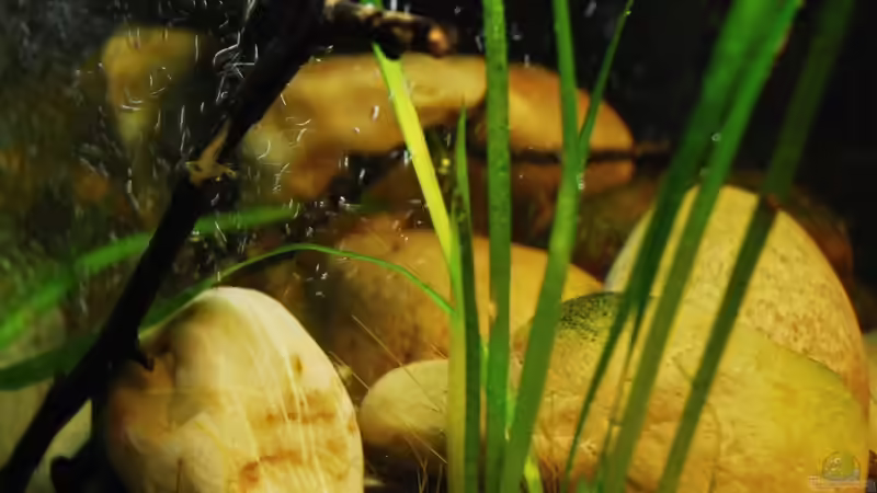 Besatz im Aquarium Minirochen Flusslandschaft von Benjamin Hamann (10)