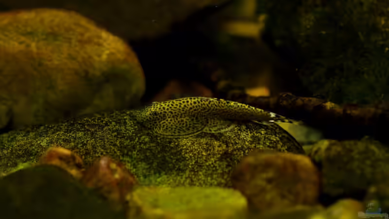 Besatz im Aquarium Minirochen Flusslandschaft von Benjamin Hamann (10)