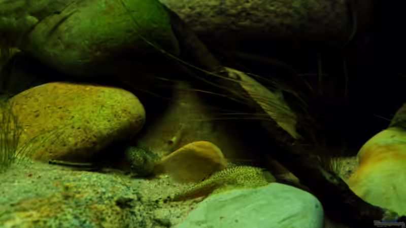 Besatz im Aquarium Minirochen Flusslandschaft von Benjamin Hamann (4)