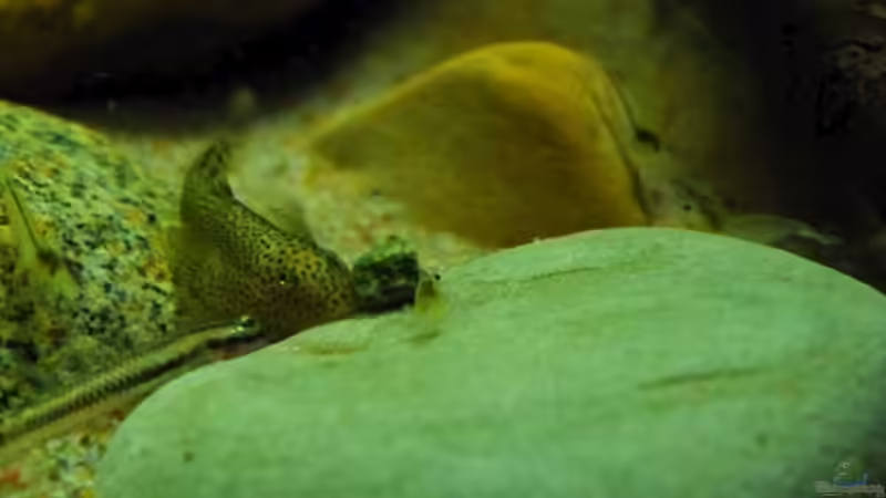 Besatz im Aquarium Minirochen Flusslandschaft von Benjamin Hamann (8)