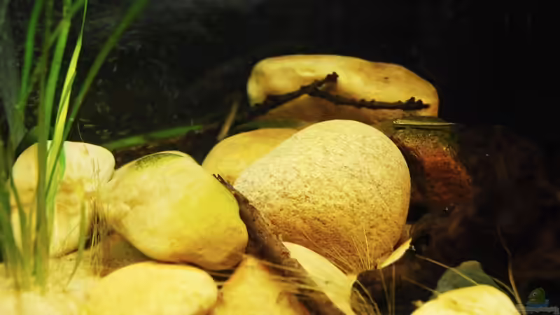 Besatz im Aquarium Minirochen Flusslandschaft von Benjamin Hamann (9)