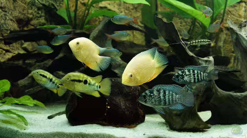 Besatz im Aquarium Mittel-, Südamerika Trigon 350 von 1887woeh (6)