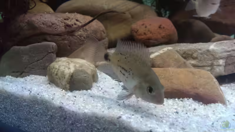 Besatz im Aquarium Mittelamerika / Aquascape von Dubfocus (18)