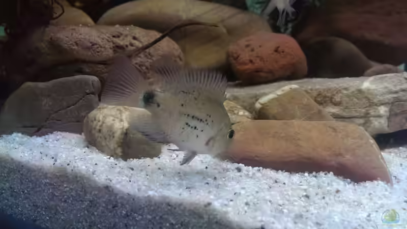 Besatz im Aquarium Mittelamerika / Aquascape von Dubfocus (19)