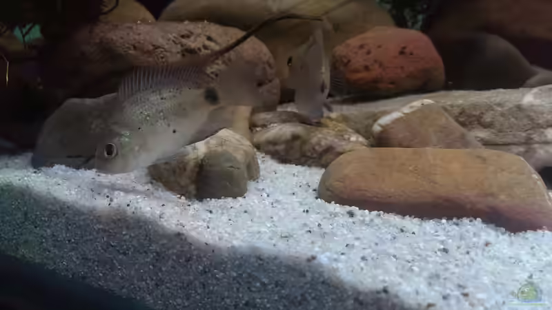 Besatz im Aquarium Mittelamerika / Aquascape von Dubfocus (20)