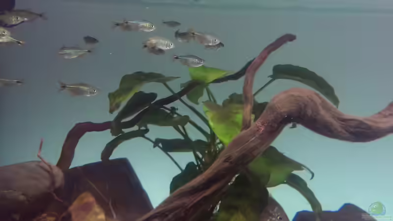 Besatz im Aquarium Mittelamerika / Aquascape von Dubfocus (21)