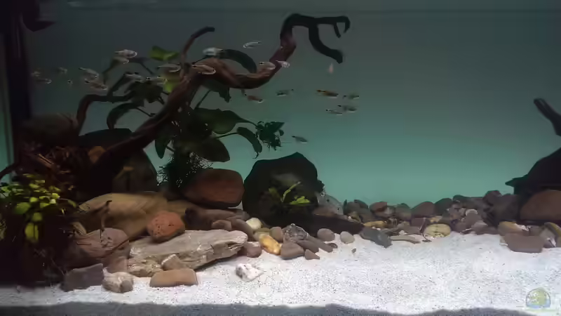 Besatz im Aquarium Mittelamerika / Aquascape von Dubfocus (24)