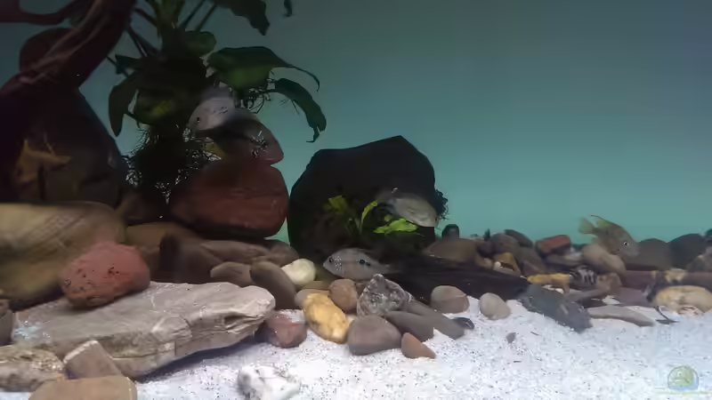 Besatz im Aquarium Mittelamerika / Aquascape von Dubfocus (25)