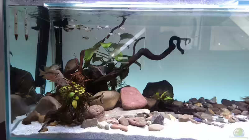 Besatz im Aquarium Mittelamerika / Aquascape von Dubfocus (26)