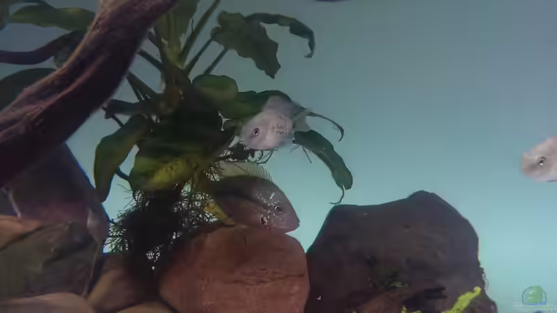 Besatz im Aquarium Mittelamerika / Aquascape von Dubfocus (28)