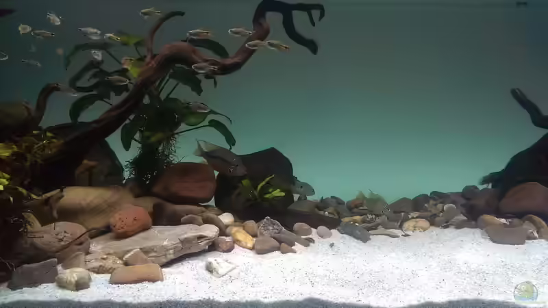 Besatz im Aquarium Mittelamerika / Aquascape von Dubfocus (30)