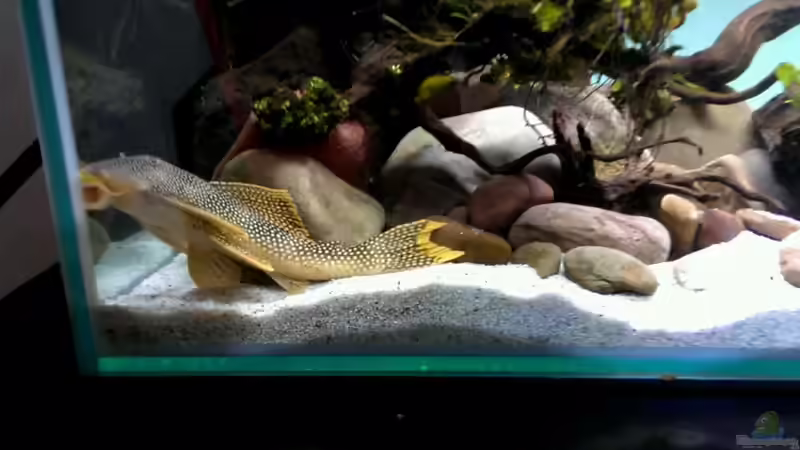Besatz im Aquarium Mittelamerika / Aquascape von Dubfocus (31)