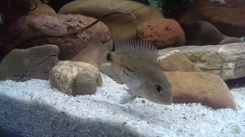 Besatz im Aquarium Mittelamerika / Aquascape von Dubfocus (32)