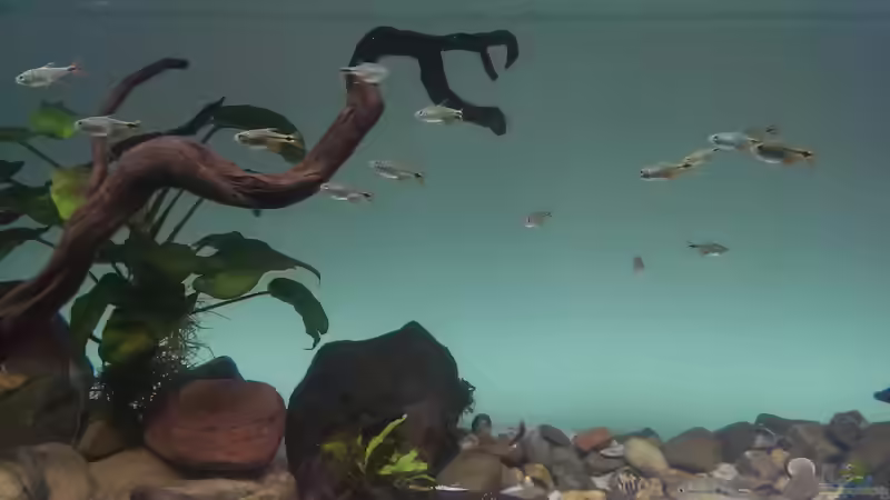 Besatz im Aquarium Mittelamerika / Aquascape von Dubfocus (33)