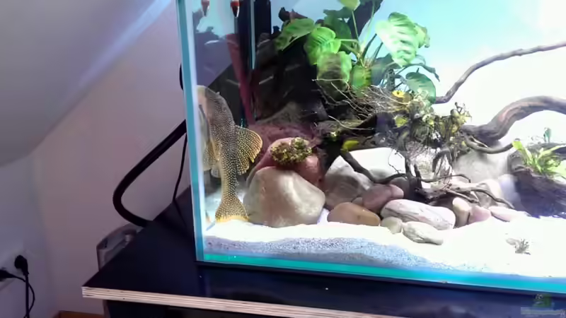 Besatz im Aquarium Mittelamerika / Aquascape von Dubfocus (34)