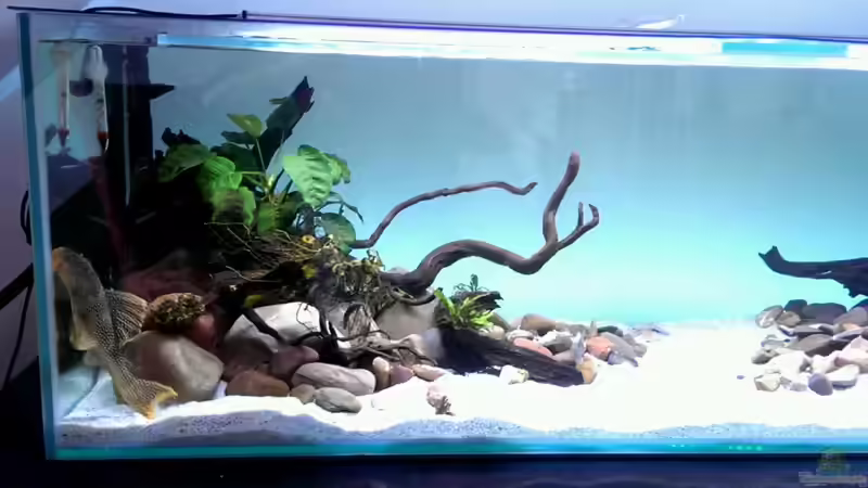 Besatz im Aquarium Mittelamerika / Aquascape von Dubfocus (35)