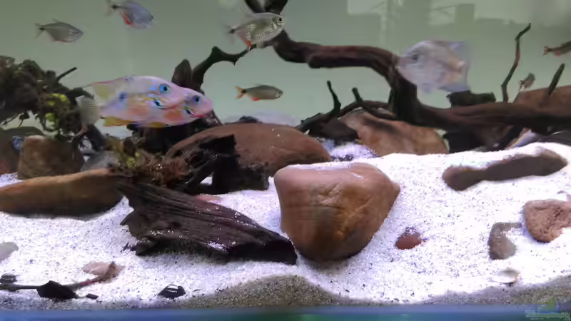 Besatz im Aquarium Mittelamerika / Aquascape von Dubfocus (36)