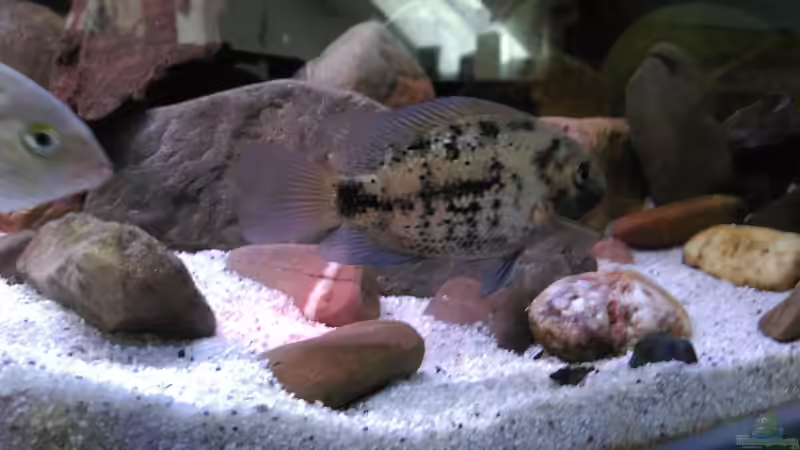 Besatz im Aquarium Mittelamerika / Aquascape von Dubfocus (37)