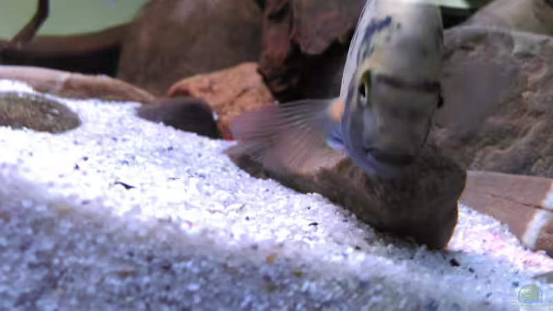 Besatz im Aquarium Mittelamerika / Aquascape von Dubfocus (38)