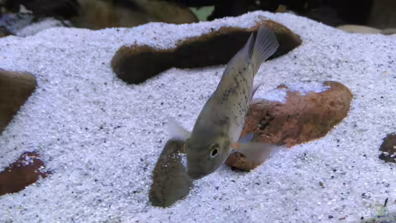 Besatz im Aquarium Mittelamerika / Aquascape von Dubfocus (39)