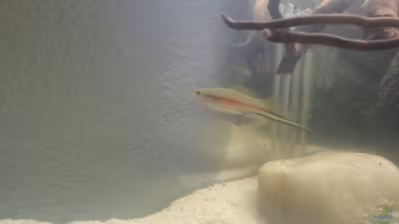 Besatz im Aquarium Mittelamerika Ecke von Der Fischer (13)