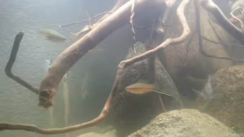 Besatz im Aquarium Mittelamerika Ecke von Der Fischer (14)