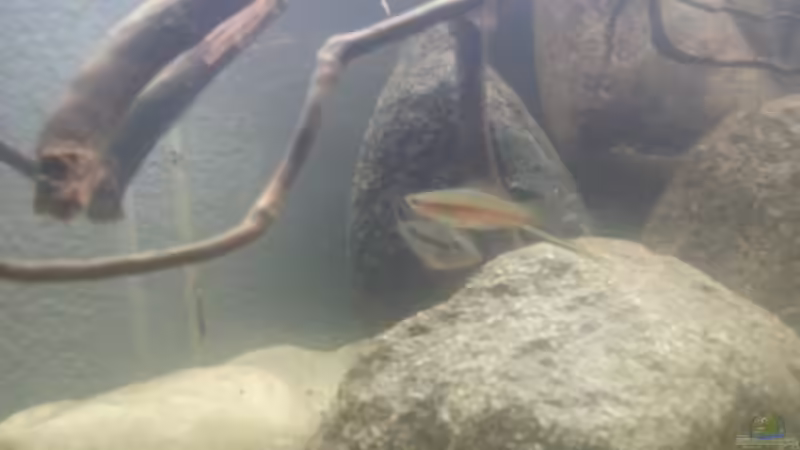 Besatz im Aquarium Mittelamerika Ecke von Der Fischer (15)