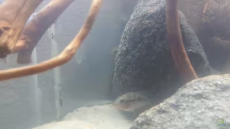 Besatz im Aquarium Mittelamerika Ecke von Der Fischer (16)