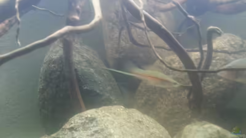 Besatz im Aquarium Mittelamerika Ecke von Der Fischer (17)