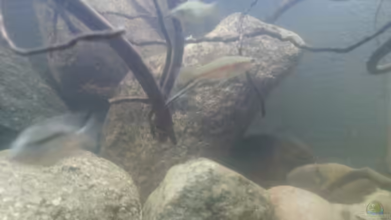 Besatz im Aquarium Mittelamerika Ecke von Der Fischer (19)