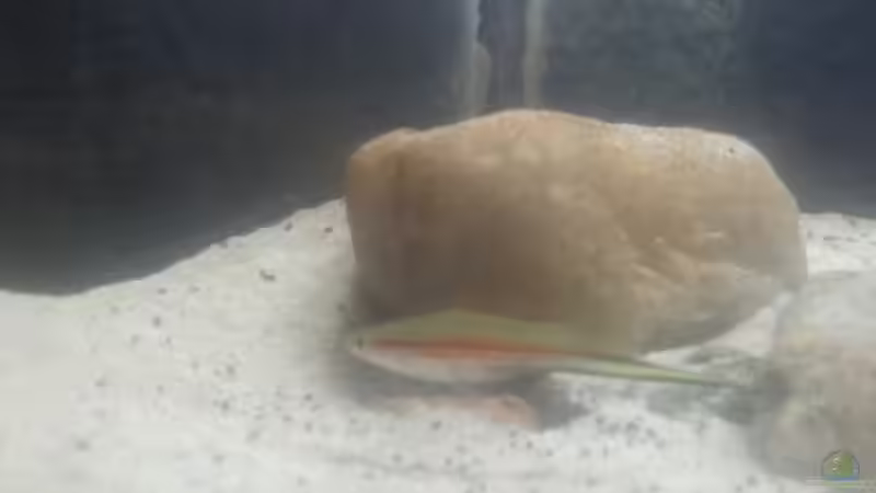 Besatz im Aquarium Mittelamerika Ecke von Der Fischer (20)