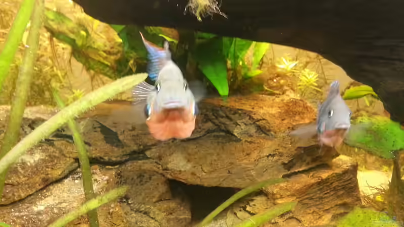 Besatz im Aquarium Mittelamerika Meeki Becken von Der Dreiäugige Goldfisch (35)