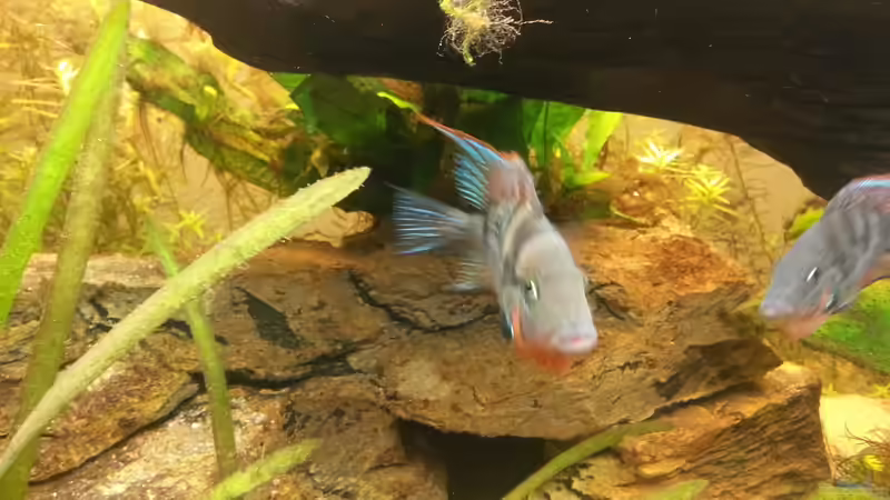 Besatz im Aquarium Mittelamerika Meeki Becken von Der Dreiäugige Goldfisch (36)