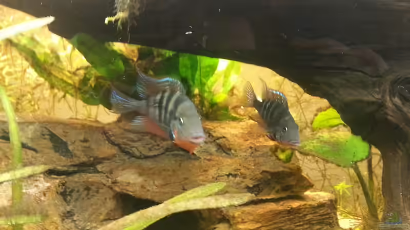 Besatz im Aquarium Mittelamerika Meeki Becken von Der Dreiäugige Goldfisch (39)