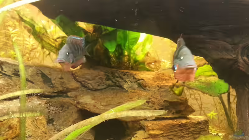 Besatz im Aquarium Mittelamerika Meeki Becken von Der Dreiäugige Goldfisch (40)