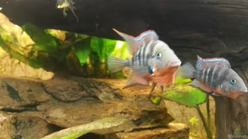 Besatz im Aquarium Mittelamerika Meeki Becken von Der Dreiäugige Goldfisch (41)