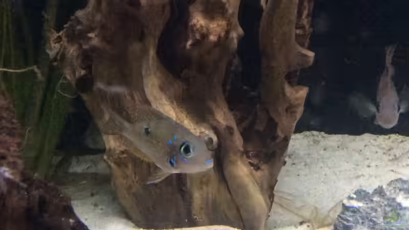 Besatz im Aquarium Mittelamerika von Basti@ (19)