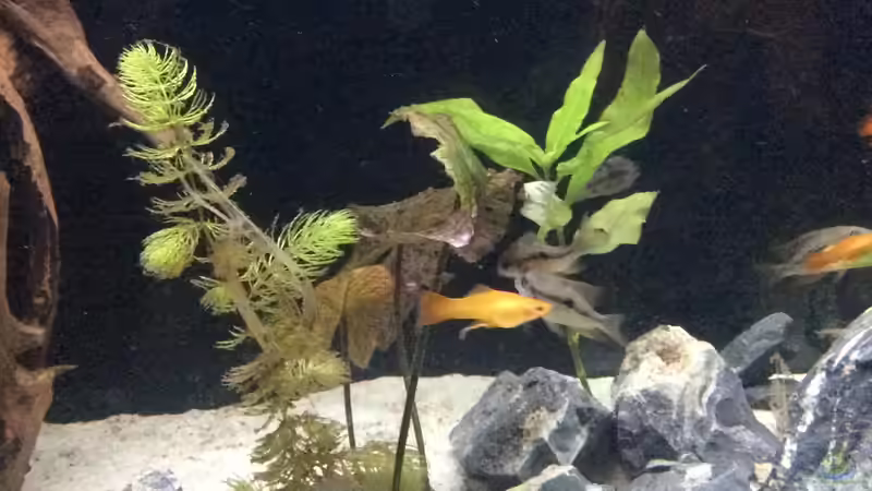 Besatz im Aquarium Mittelamerika von Basti@ (20)