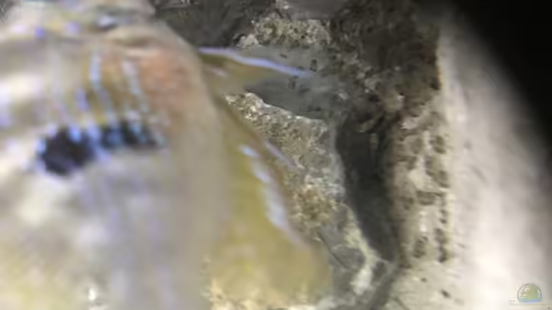 Besatz im Aquarium Mittelamerika von Basti@ (23)