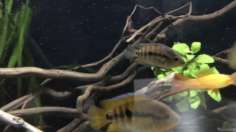 Besatz im Aquarium Mittelamerika von Basti@ (24)