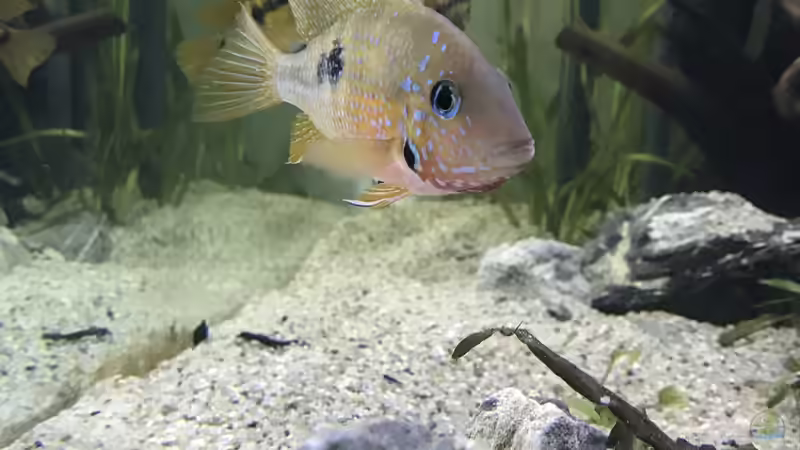 Besatz im Aquarium Mittelamerika von Basti@ (25)