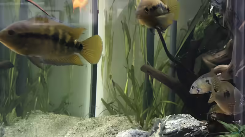 Besatz im Aquarium Mittelamerika von Basti@ (26)