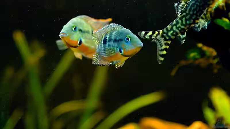 Besatz im Aquarium Mittelamerikanische Buntbarsche von Benjamin Hamann (10)