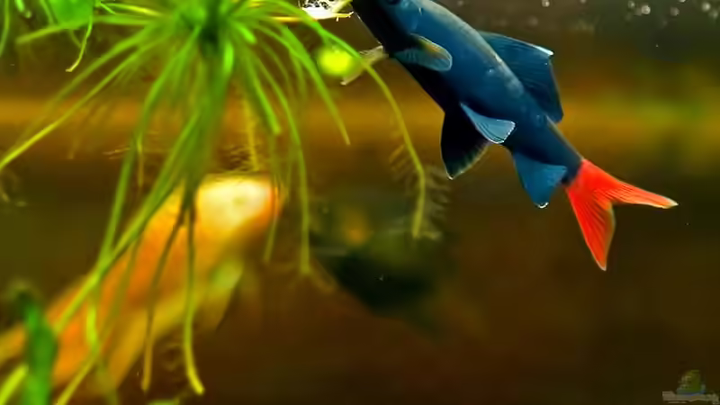 Besatz im Aquarium Mittelamerikanische Buntbarsche von Benjamin Hamann (14)